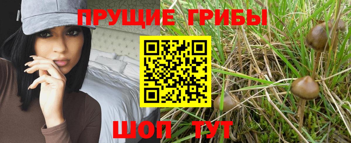 Псилоцибиновые грибы Cubensis  наркошоп  Псилоцибиновые грибы прущие грибы  Елизово  Вход с VPN 